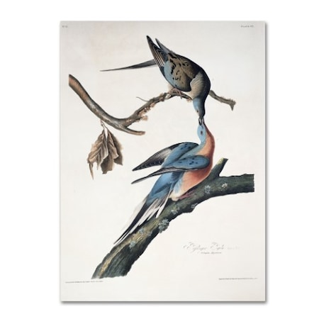 John James Audubon 'Passenger Pigeon' Canvas Art,14x19